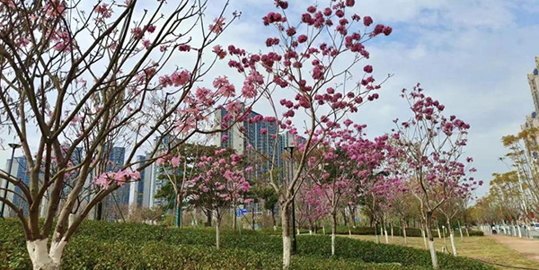 轻轨公园惊艳亮相    澳门金沙娱乐城官网
首座绿美生态共享公园开园